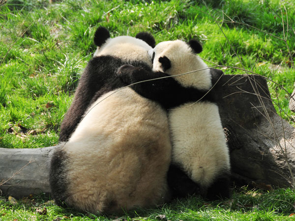Mother panda and its baby