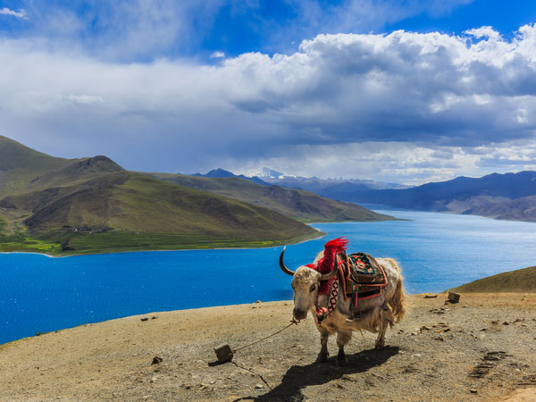 Yamdrok Lake