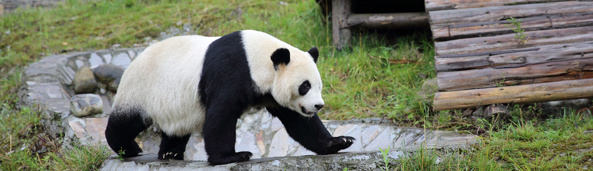 Découvrez le véritable berceau des pandas sauvages