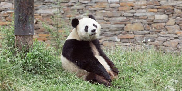 the giant panda
