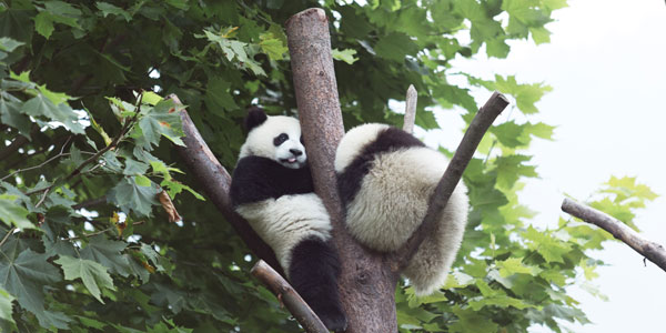 cute baby pandas