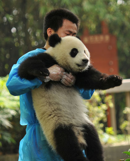 baby panda keeper tour