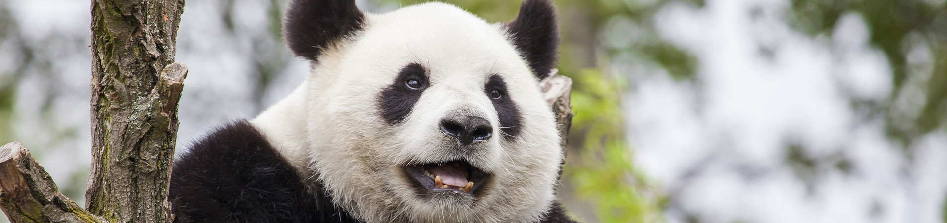 Chengdu : Au délà des Pandas Géants