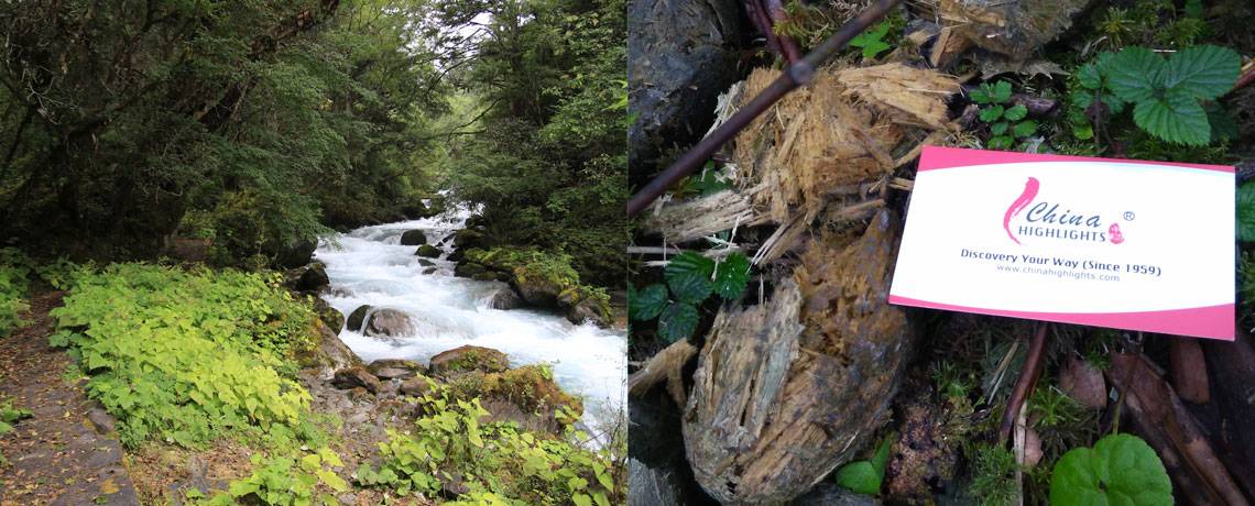 Watch Pandas: The Journey Home Streaming