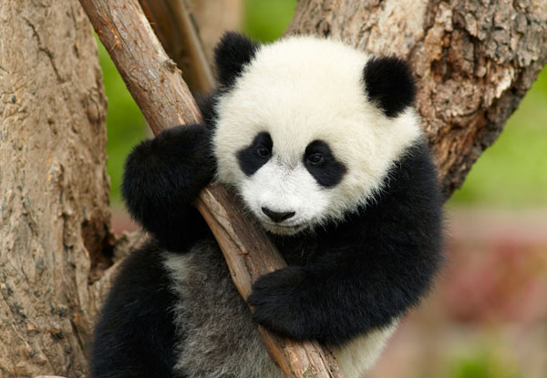 China tours to visit pandas in 2021