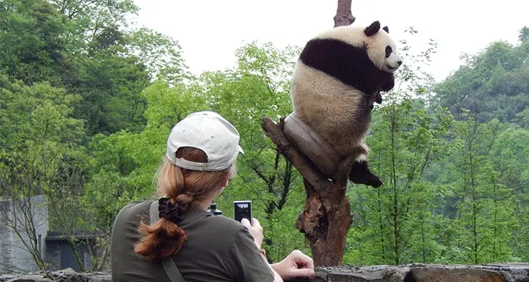 パンダのかわいい様子を見る