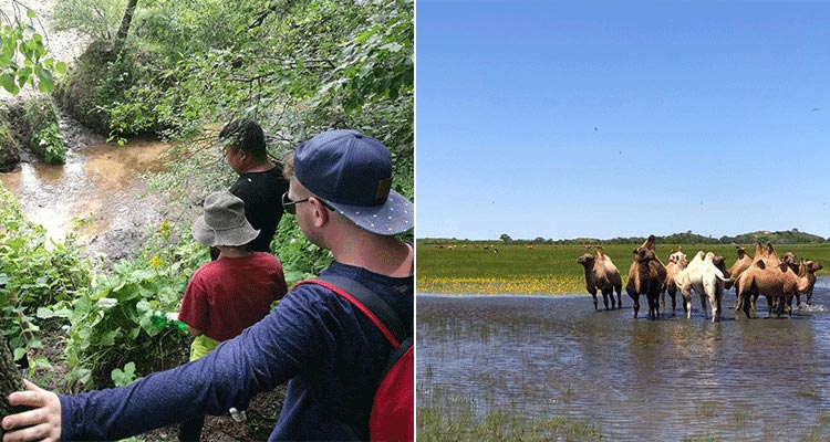 watching horse racing