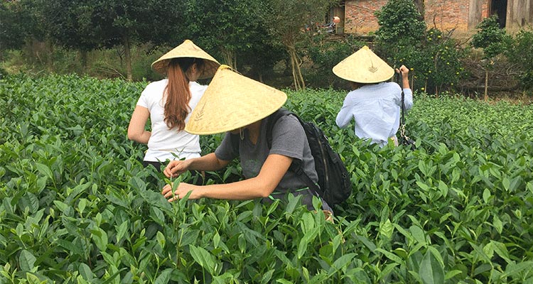 pick tea leaves in a tea garden 