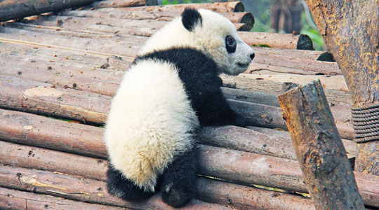 A baby panda