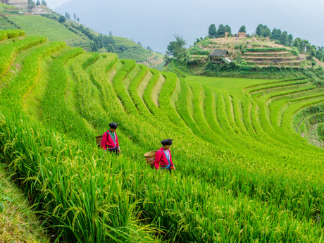  Longji Terraced Fields