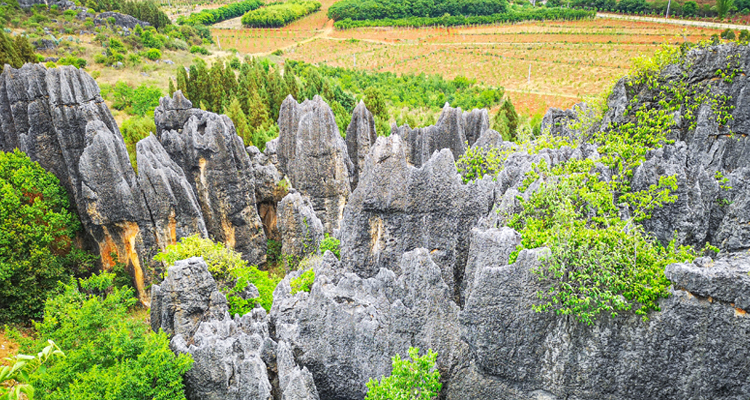 Stone Forest