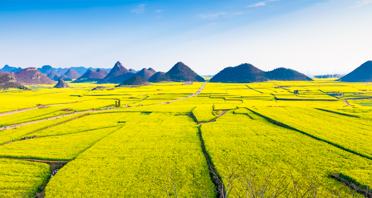 Ocean of Yellow Flowers