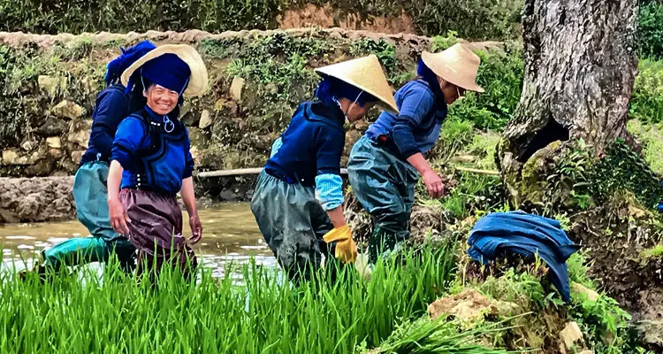 Fully Unlock the beauty of the Yuanyang Rice Terraces at the Best Time — Spring