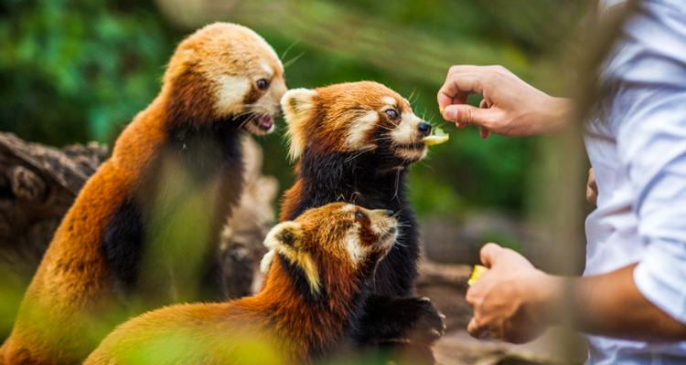 Staying in a 'Tree House'