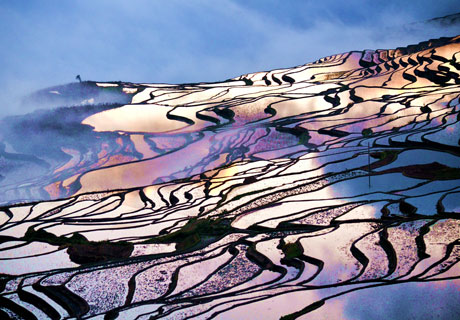 Yuanyang Terrced Fields