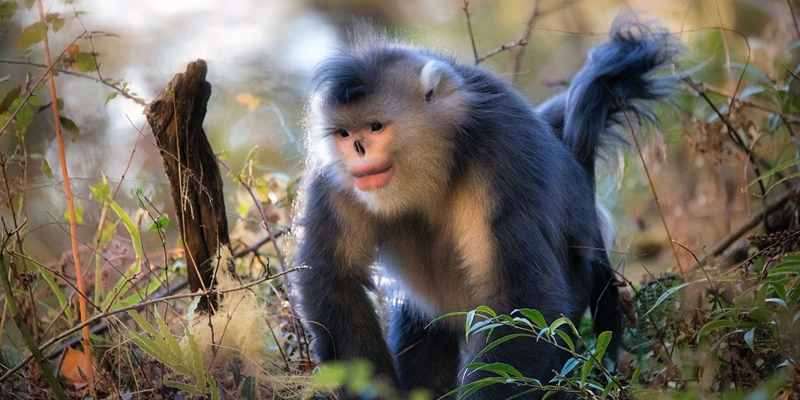 The Yunnan Golden Monkey