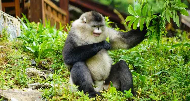 the Yunnan golden monkey