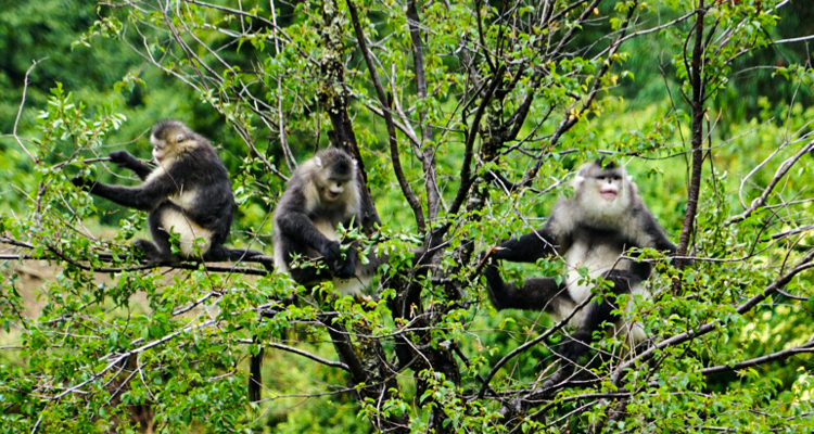 the Yunnan golden monkey