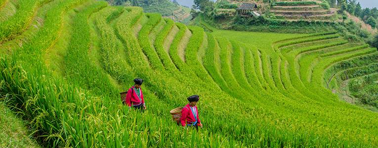 Longji Terraced Fields