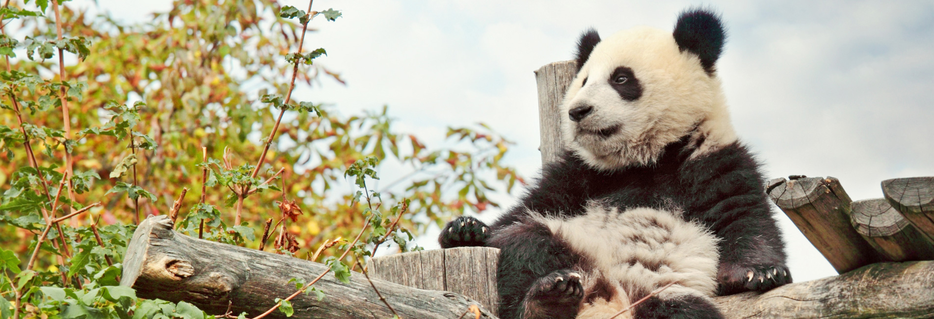 panda tours in china