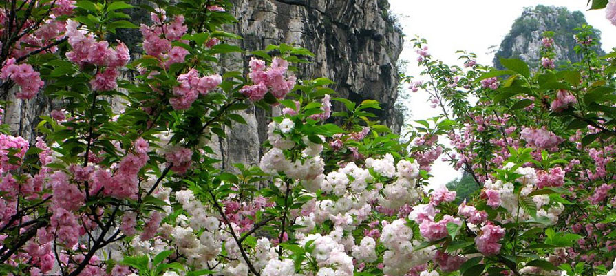 Cherry blossom in Kunming