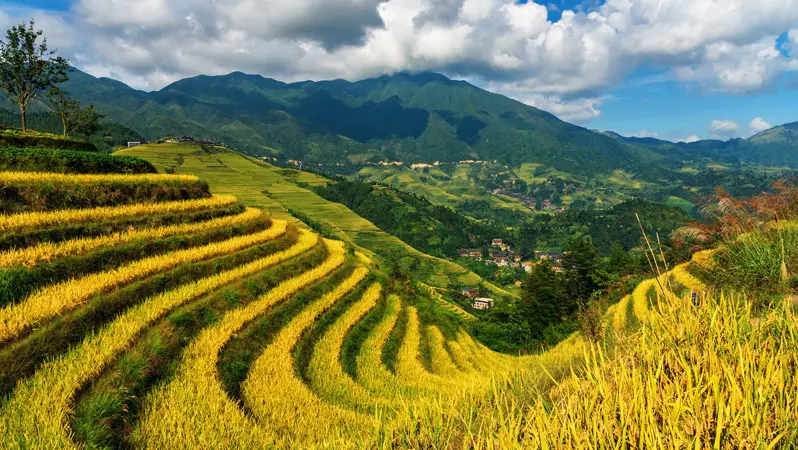 Longji Terraced Fields
