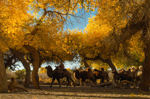 Camel Ride in Ejina Desert Poplar Forest