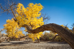 Ejina Desert Poplar Forest in Autumn