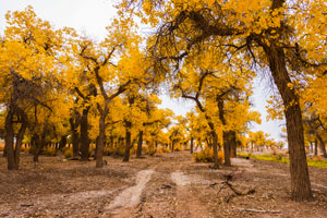 Ejina Desert Poplar Forest in Autumn