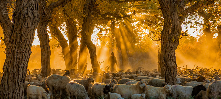 Ejina Desert Poplar Forest Sheep Herd