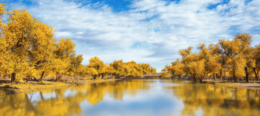 Ejina Desert Poplar Forest