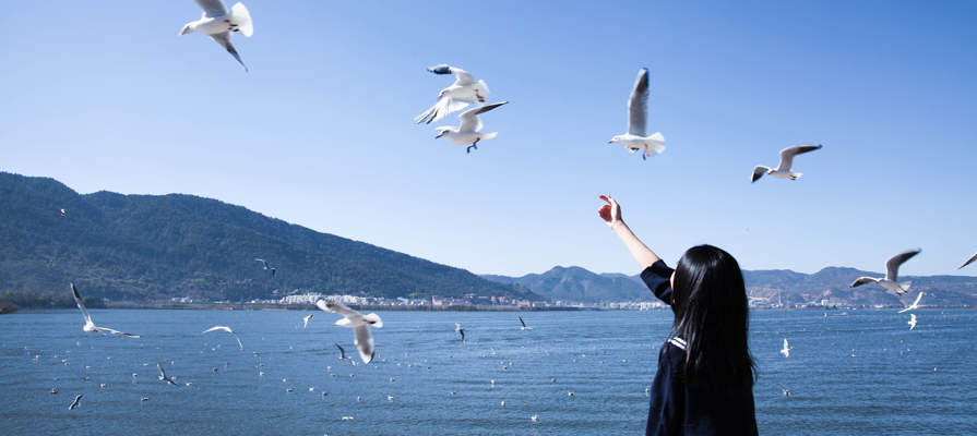 Feed the black headed gulls