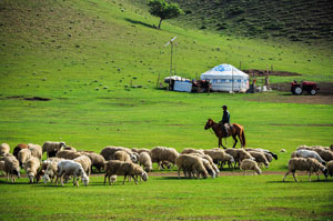 Flocks and herds at Huitengxile Grassland