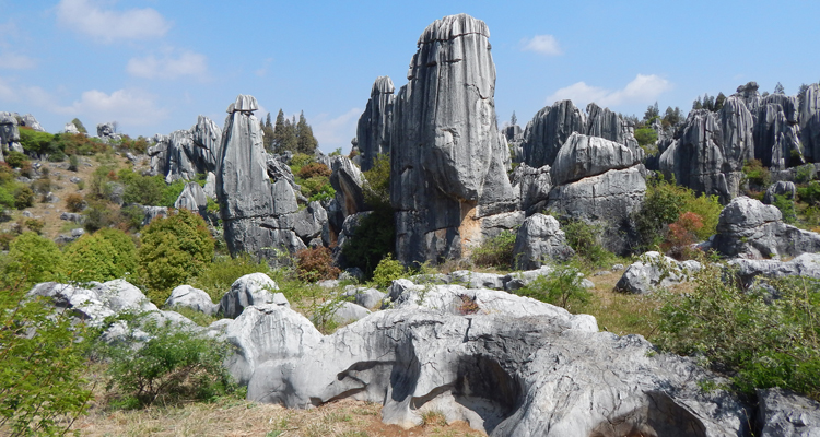 Stone Forest