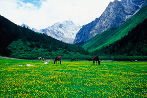 Prairie at Western Sichuan