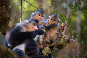 Yunnan Golden Monkeys at the National Park