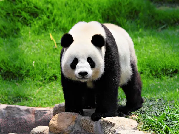 四川省パンダ基地