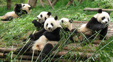 Yangtze River Cruise and Panda Family Tour