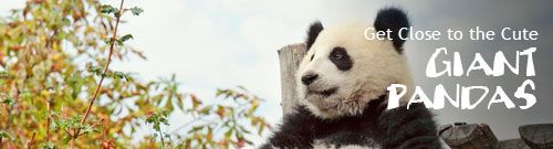 panda