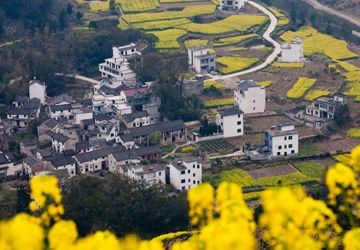 rape flower in Wuyuan