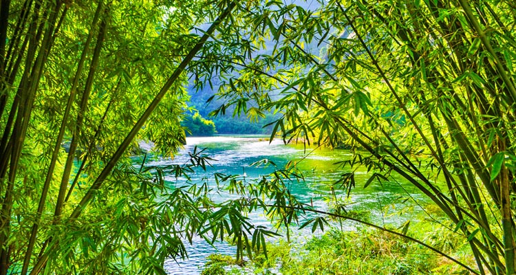 the bamboo forest and river in Wuyishan National Park