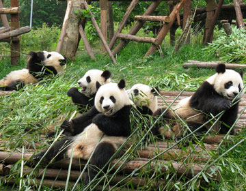 Yangtze Cruise with Beijing & Xi'an